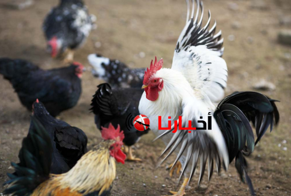 أسعار الدواجن